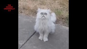 Weird Looking Cat Terrifies Me