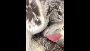 Chinchilla Pussy fuck close up so soft to fuck